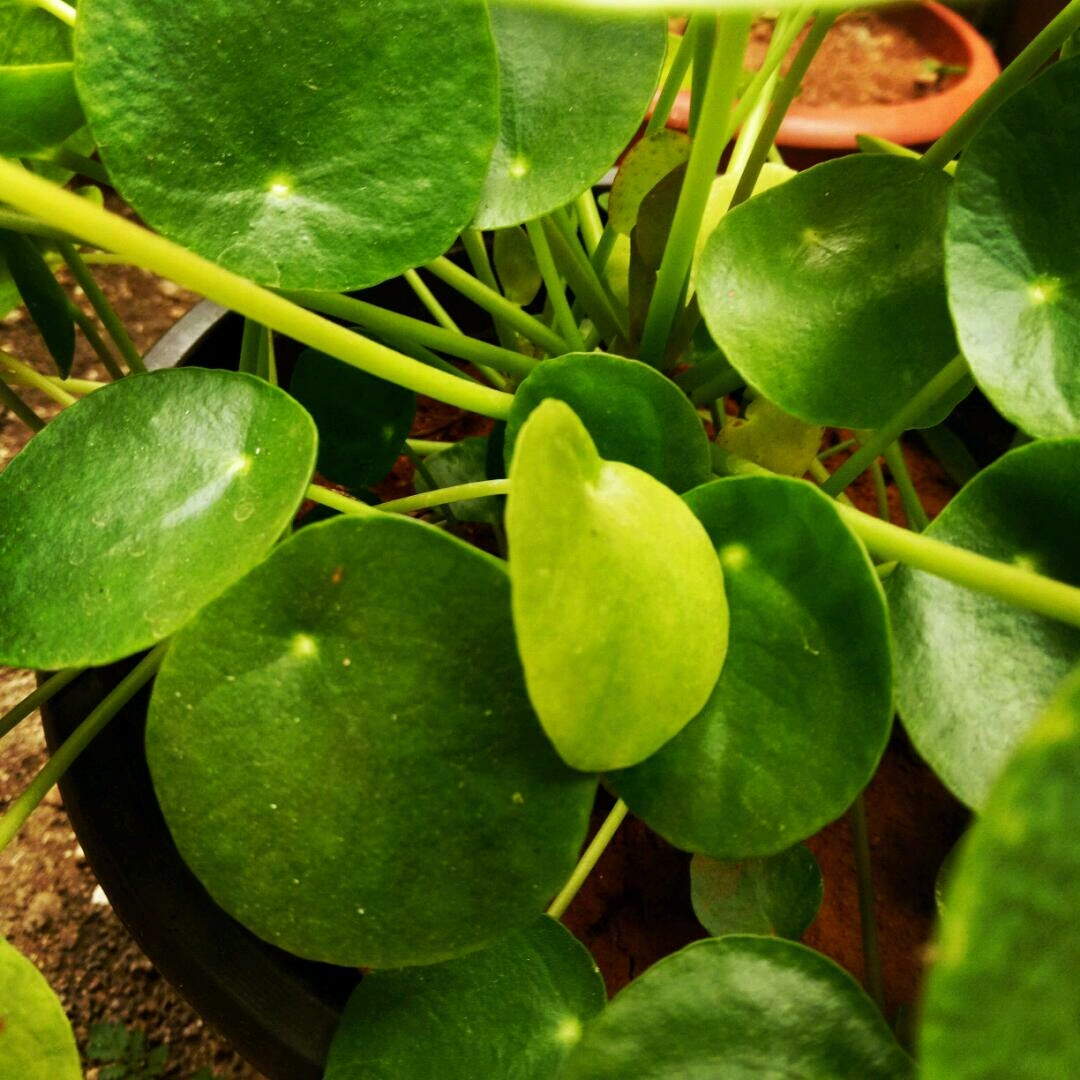 难怪吴文英说:"爱绿叶翠圆,胜看花好",这圆圆的叶子真的很好看