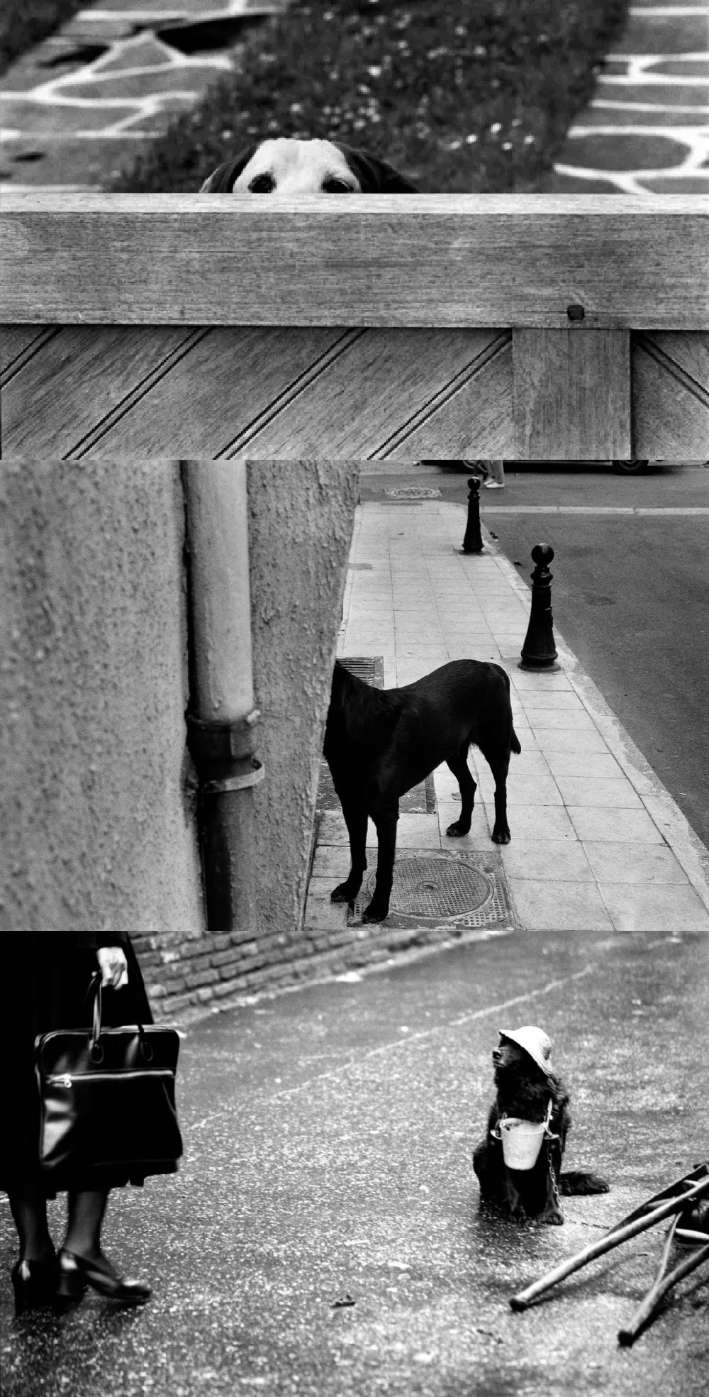 艾略特·厄威特(elliot erwitt)系列作品《向狗致敬》