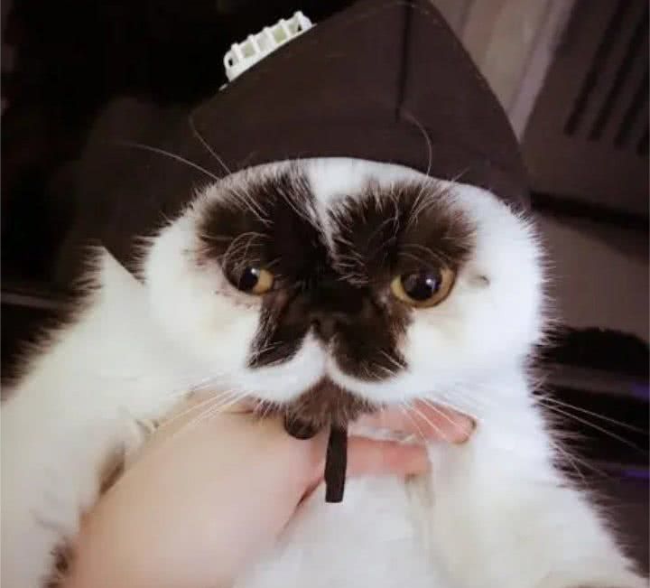 最丑的猫长啥样？下面有5只丑猫，网友：第4只像猴子！|猫|宠物猫|猫咪_新浪新闻