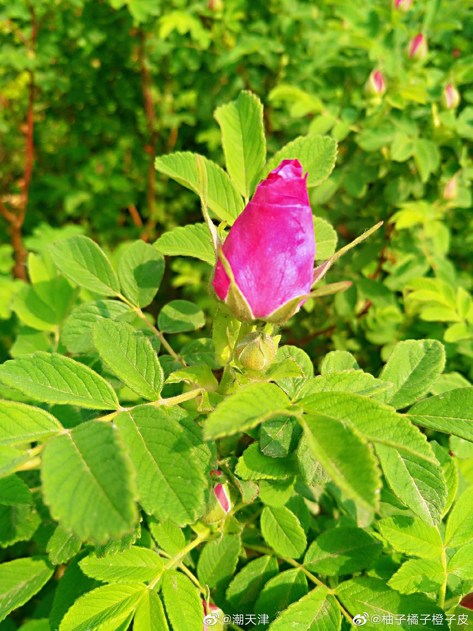 紫花重瓣玫瑰(by@柚子橘子橙子皮 )