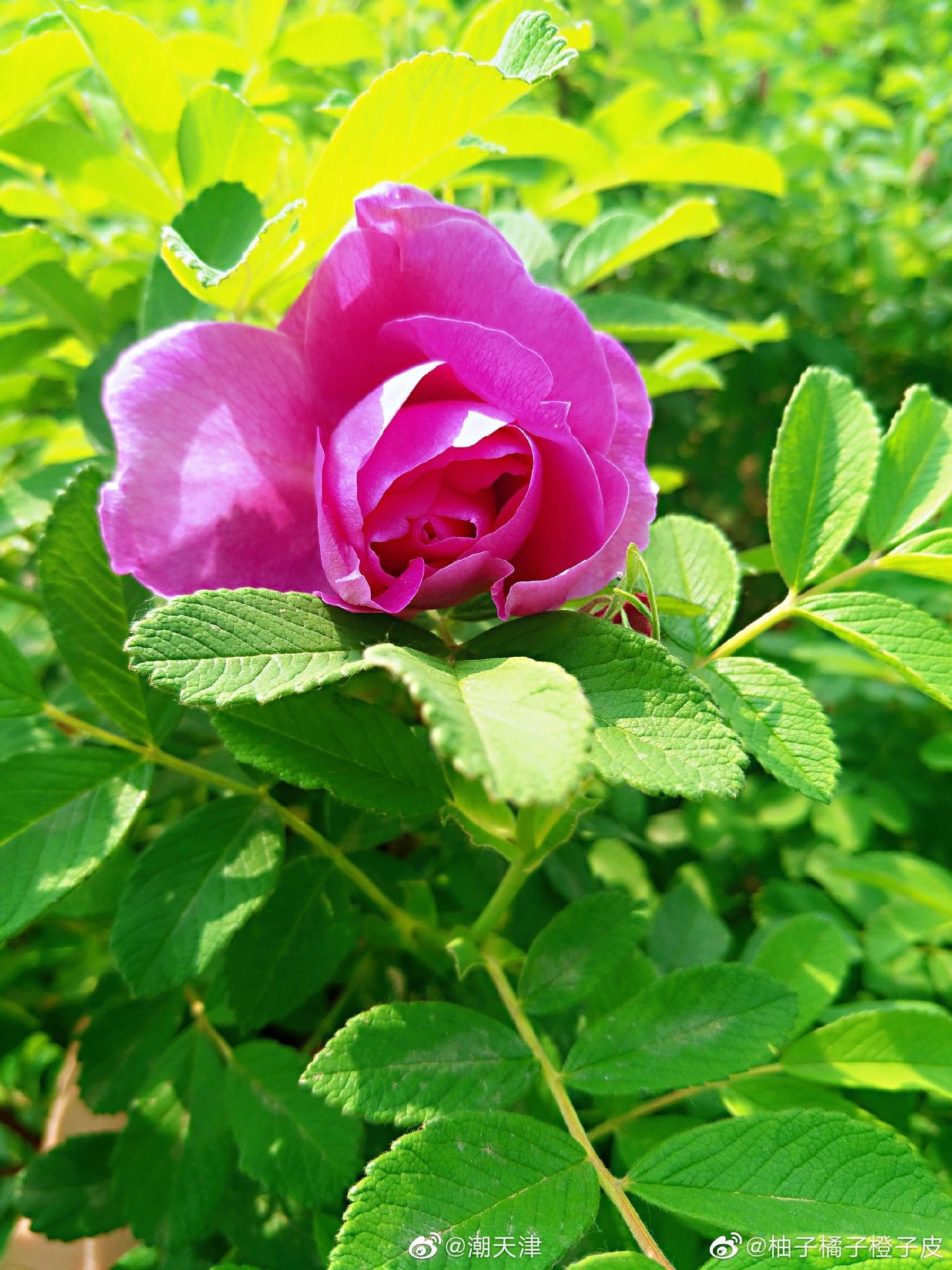 紫花重瓣玫瑰(by@柚子橘子橙子皮 )