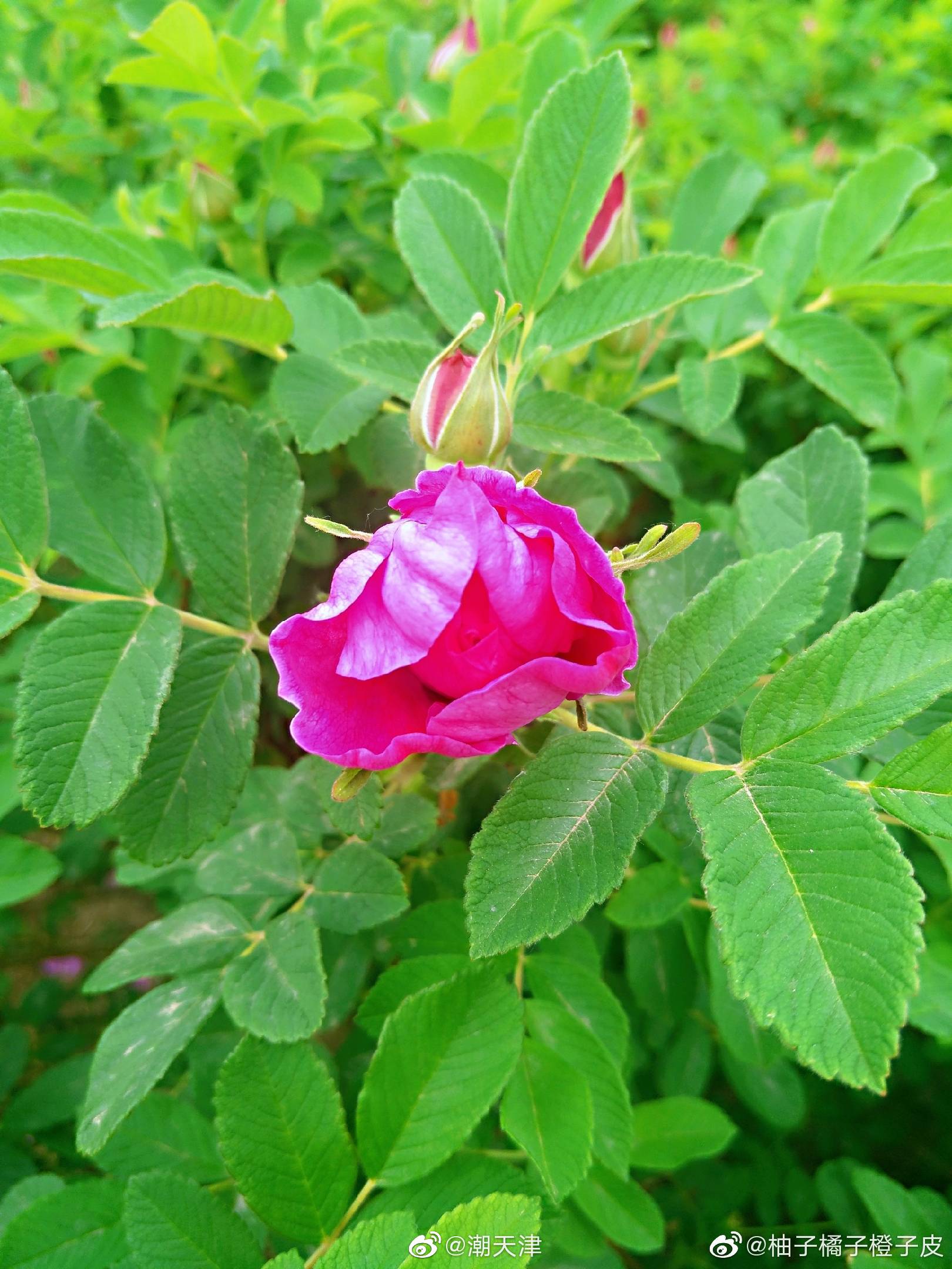 紫花重瓣玫瑰(by@柚子橘子橙子皮 )