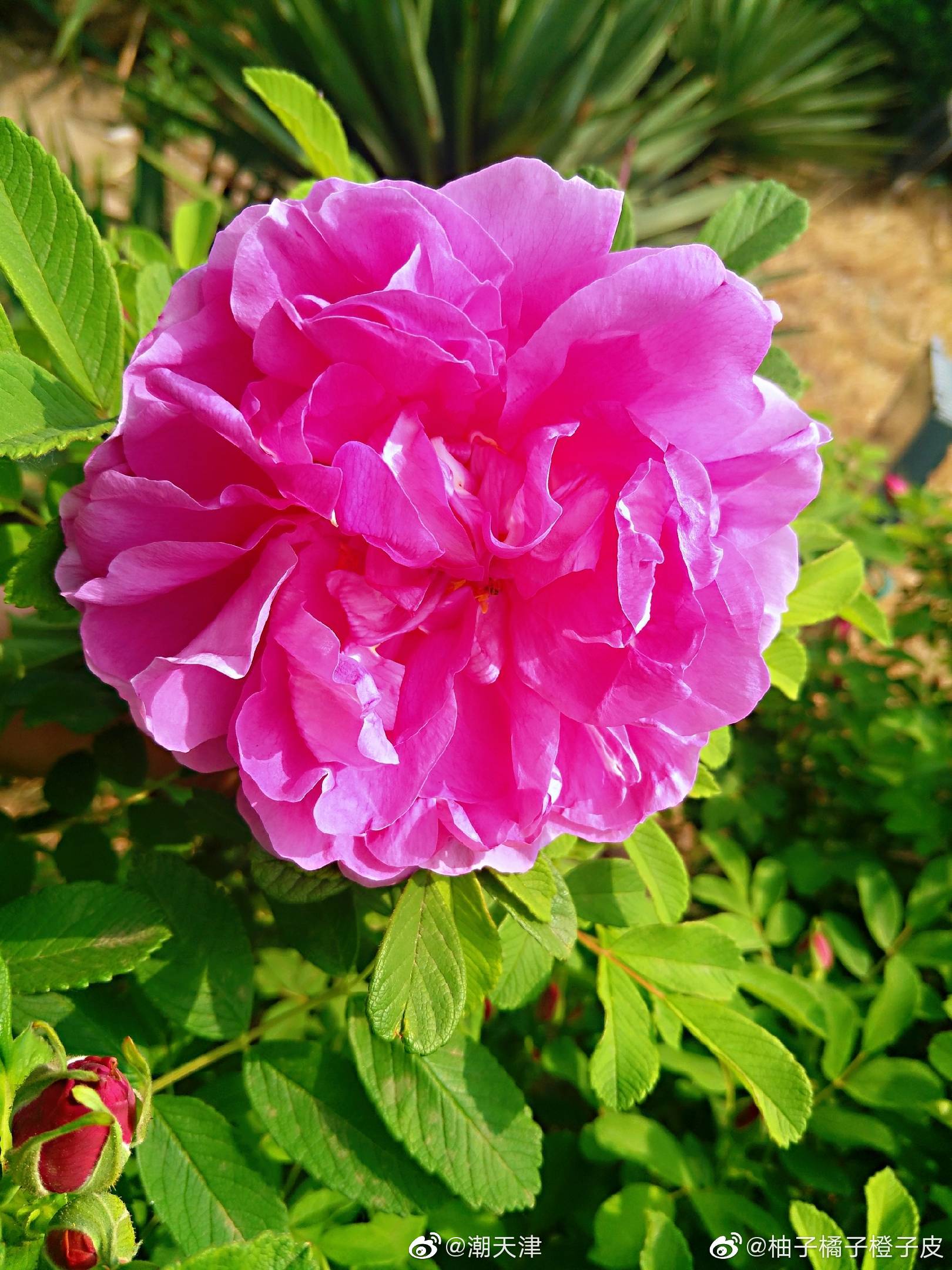 紫花重瓣玫瑰(by@柚子橘子橙子皮 )