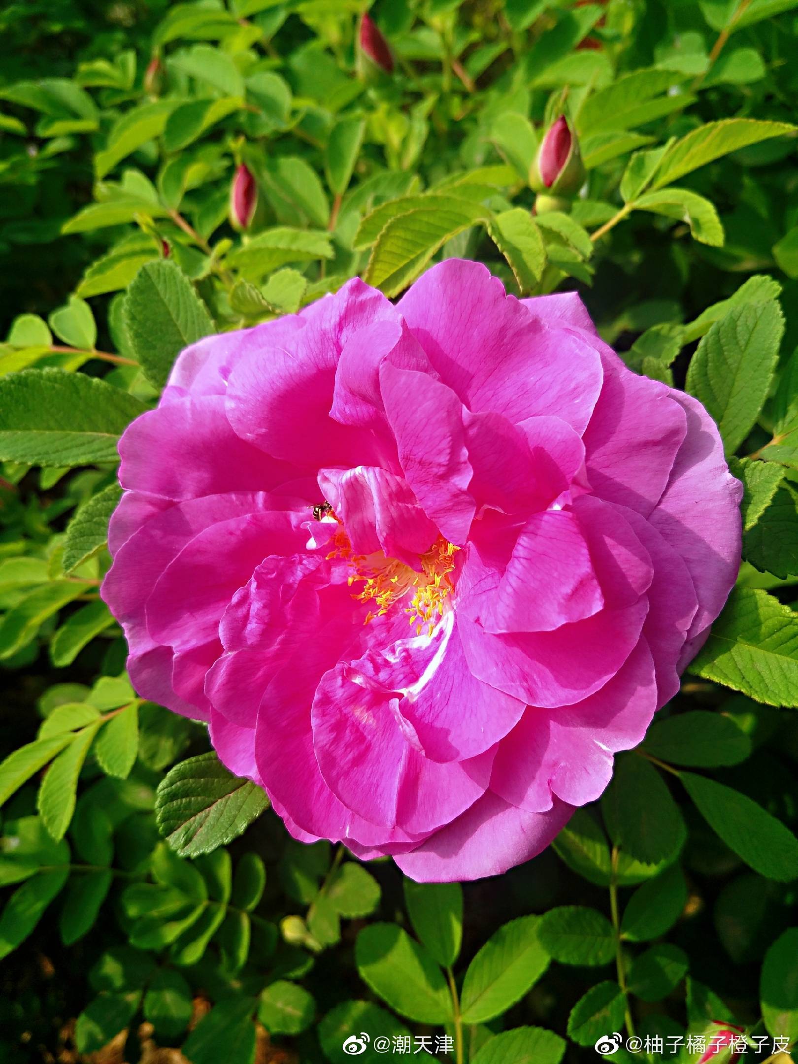 紫花重瓣玫瑰(by@柚子橘子橙子皮 )