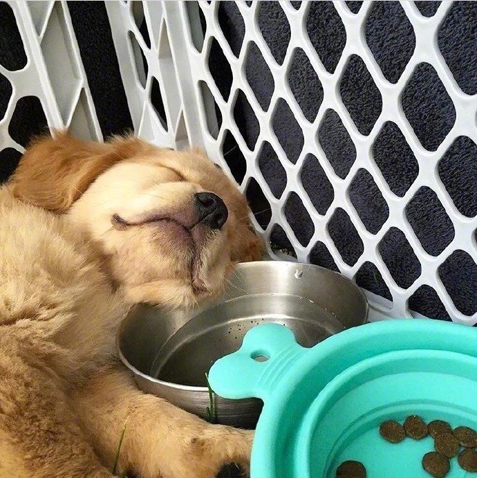 迷迷糊糊睡倒的小奶汪们就是这么可爱,全部抱走了!