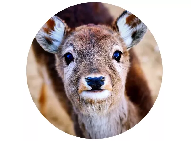 猫系脸更受欢迎鲶鱼脸才高级测测你是哪种动物脸