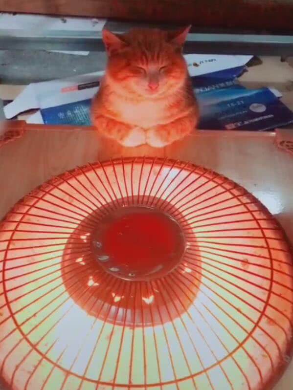 小猫咪冷得瑟瑟发抖趴在桌子上烤火闭着眼睛萌翻了