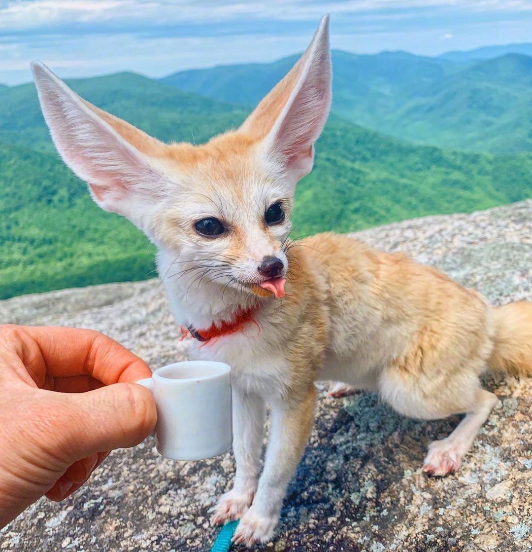 耳廓狐granny看起来很聪明的亚子看看就好了哈不能养滴