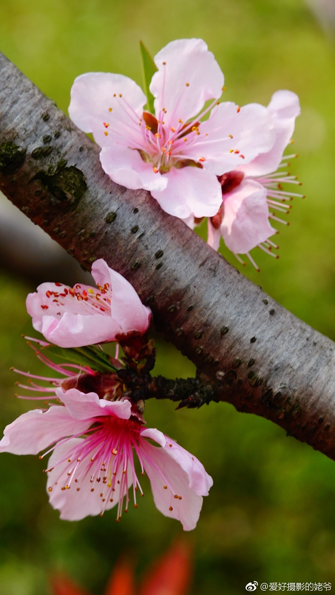 林屋古洞桃花,梨花.