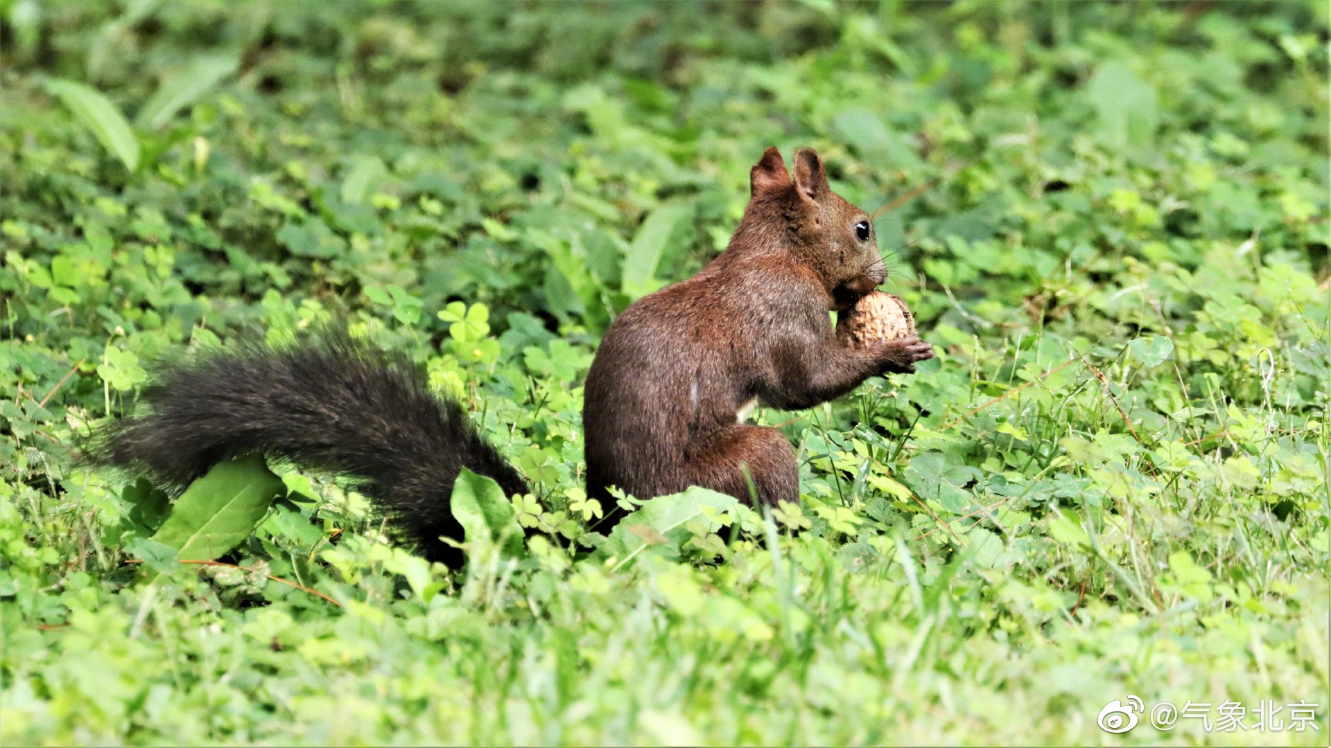 树林中跃动的精灵(兔兔拍摄于北京动物园)