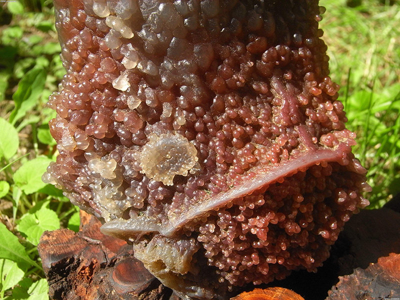 这种玛瑙都快变成葡萄了,它到底是如何形成的?