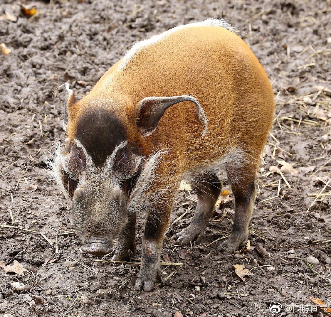 非洲野猪的视频完整版 7a01-hukwxnv6129885.jpg