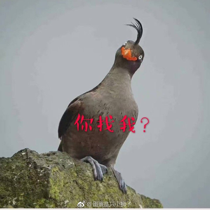 忍不住给刚才那只鸟做了表情包,它长得真有特点|表情包|鸟_新浪新闻