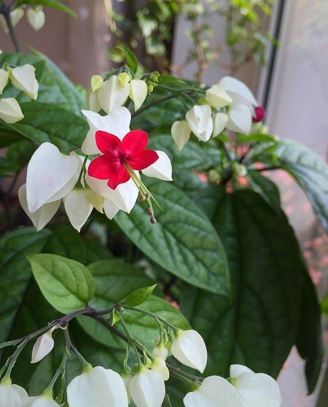 比绿萝还好养的家居盆栽,好养易爆盆|龙吐珠|绿萝|盆栽_新浪新闻