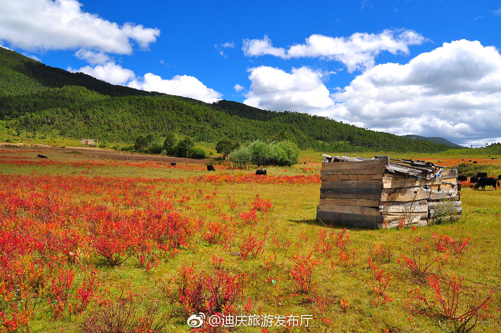 小中甸位于香格里拉县城南面,地处高寒坝区,有着大片的茂盛草场