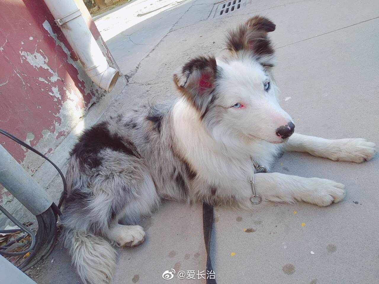 天空之城停车场附近捡到一只红陨石边牧,带狗绳的