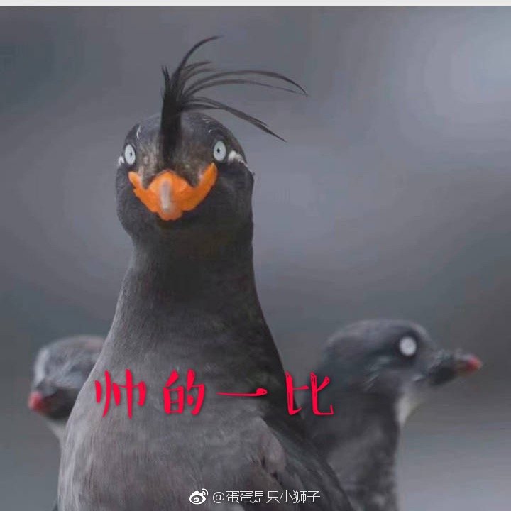 忍不住给刚才那只鸟做了表情包,它长得真有特点|表情包|鸟_新浪新闻