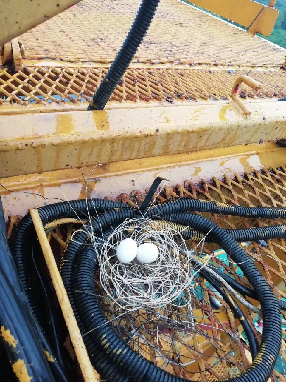 几十米高的塔吊上,高空工作小哥发现了一个鸟窝|鸟窝|塔吊|孵蛋_新浪