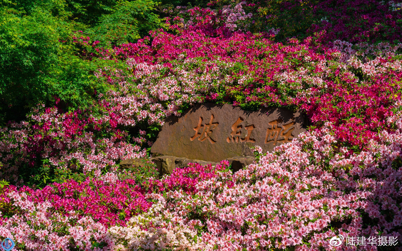 惠山古鎮杜鵑園,花開滿園的時候紅彤彤