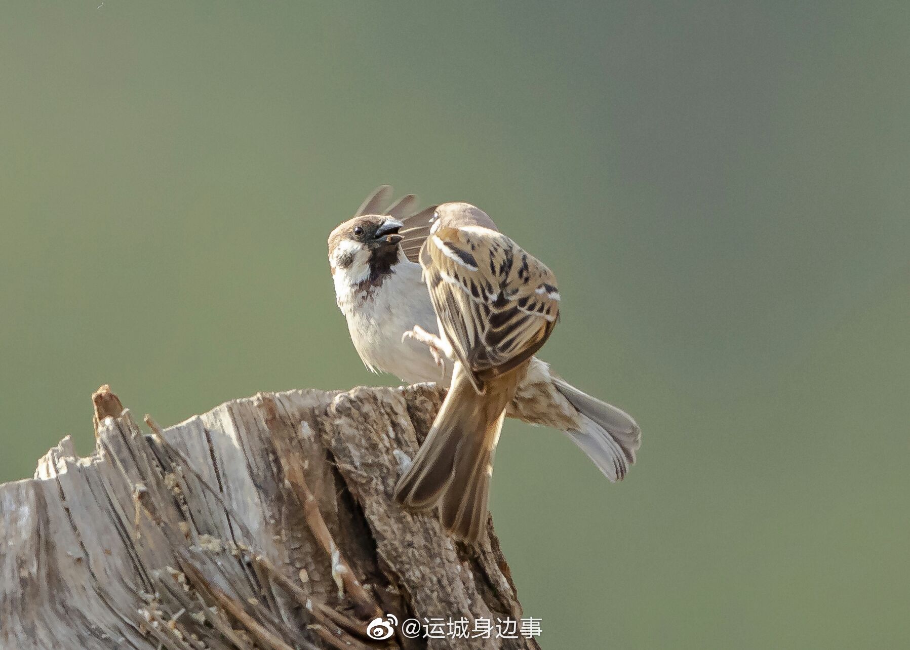 运城红腹锦鸡拍摄基地的麻雀张根震摄