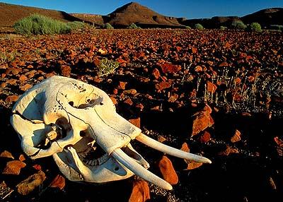 邪门的纳米比亚骷髅海岸