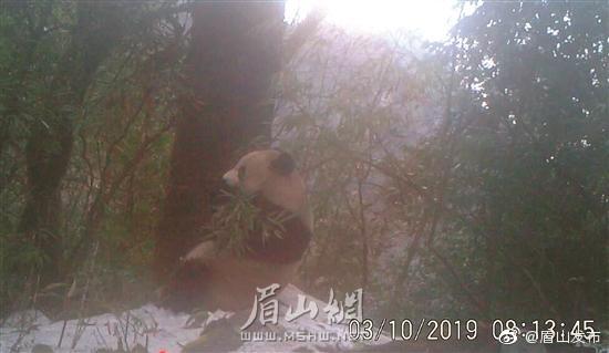 瓦屋山再次拍到国宝大熊猫 并首次发现鬣羚