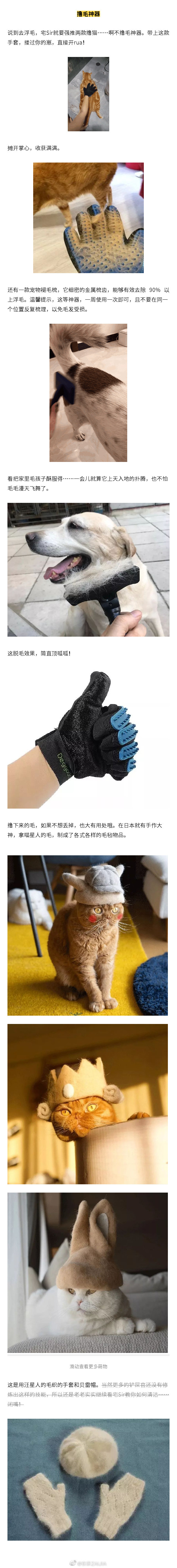 猫掉毛可以让人崩溃到什么地步
