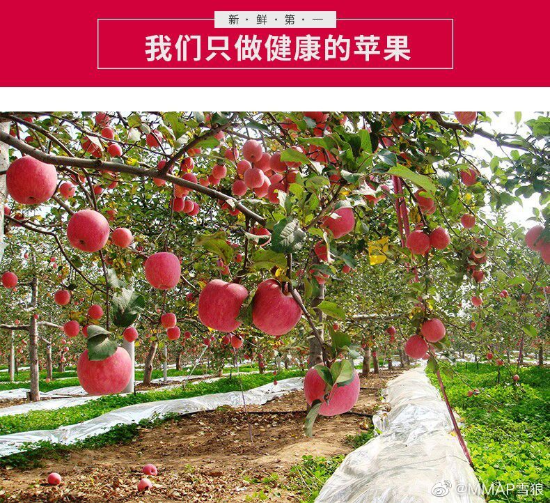 一亩钙果的老本