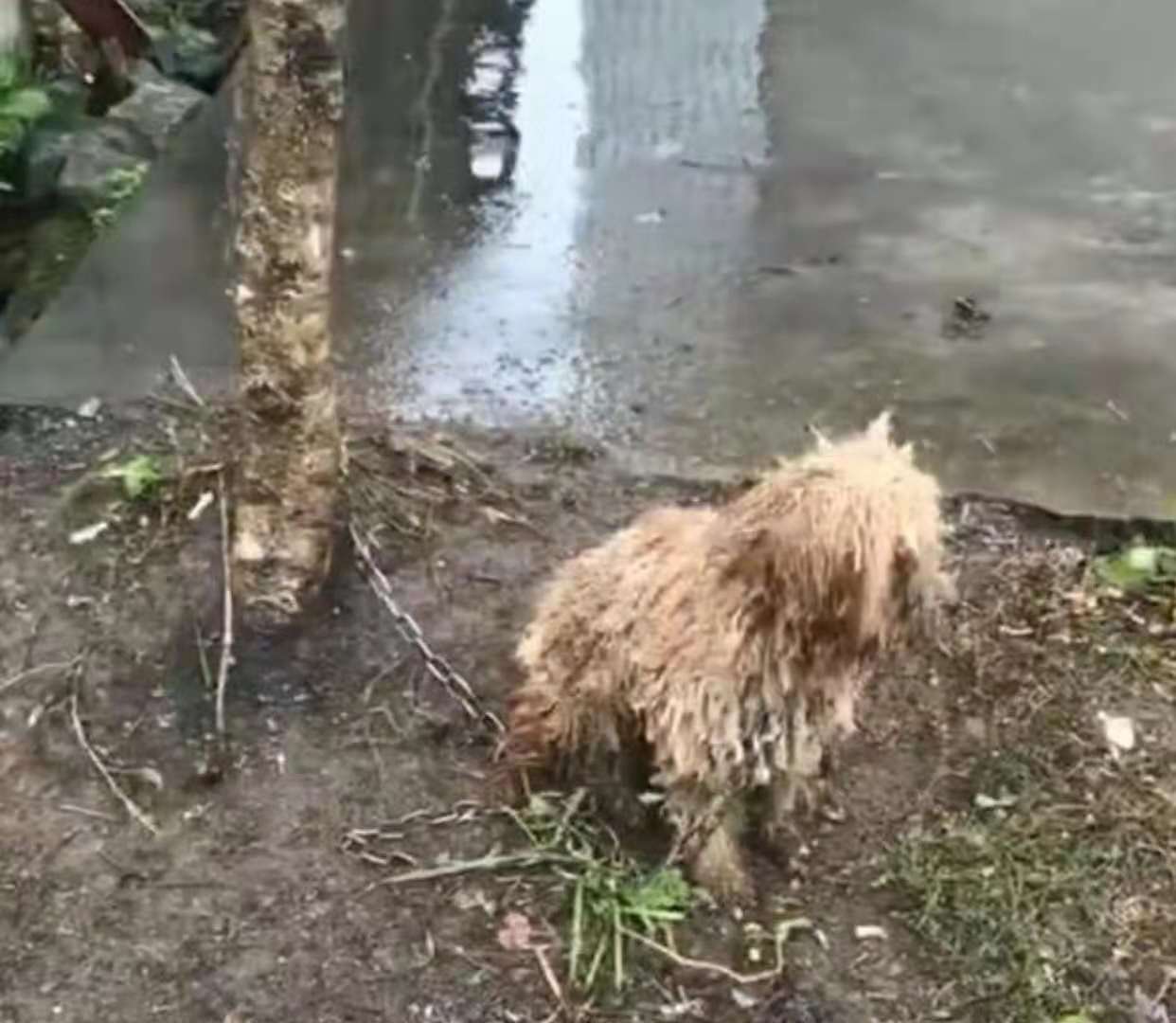 流浪狗下雨天在原地徘徊,原來是在等主人,讓人感動!