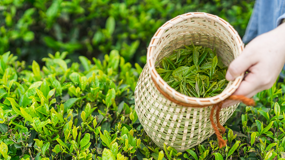 五凤香茗茶产于平均海拔高度达500多米的浙闽交界处浙江省苍南县五