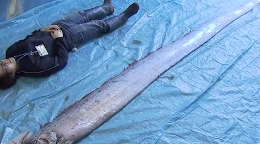 你知道世界杯冰岛球队都是业余球员吗?你知道