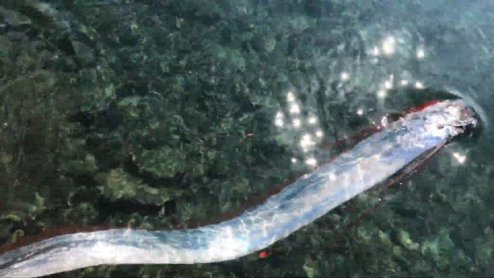 翻到了上个月日本鸟取县夏泊渔港出现一般生活在深海的皇带鱼的视频