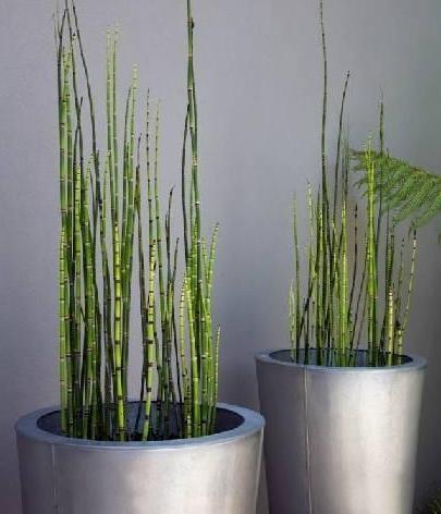 全草都含有白头翁素和其他植物碱,具有很好的药用价值,有除风