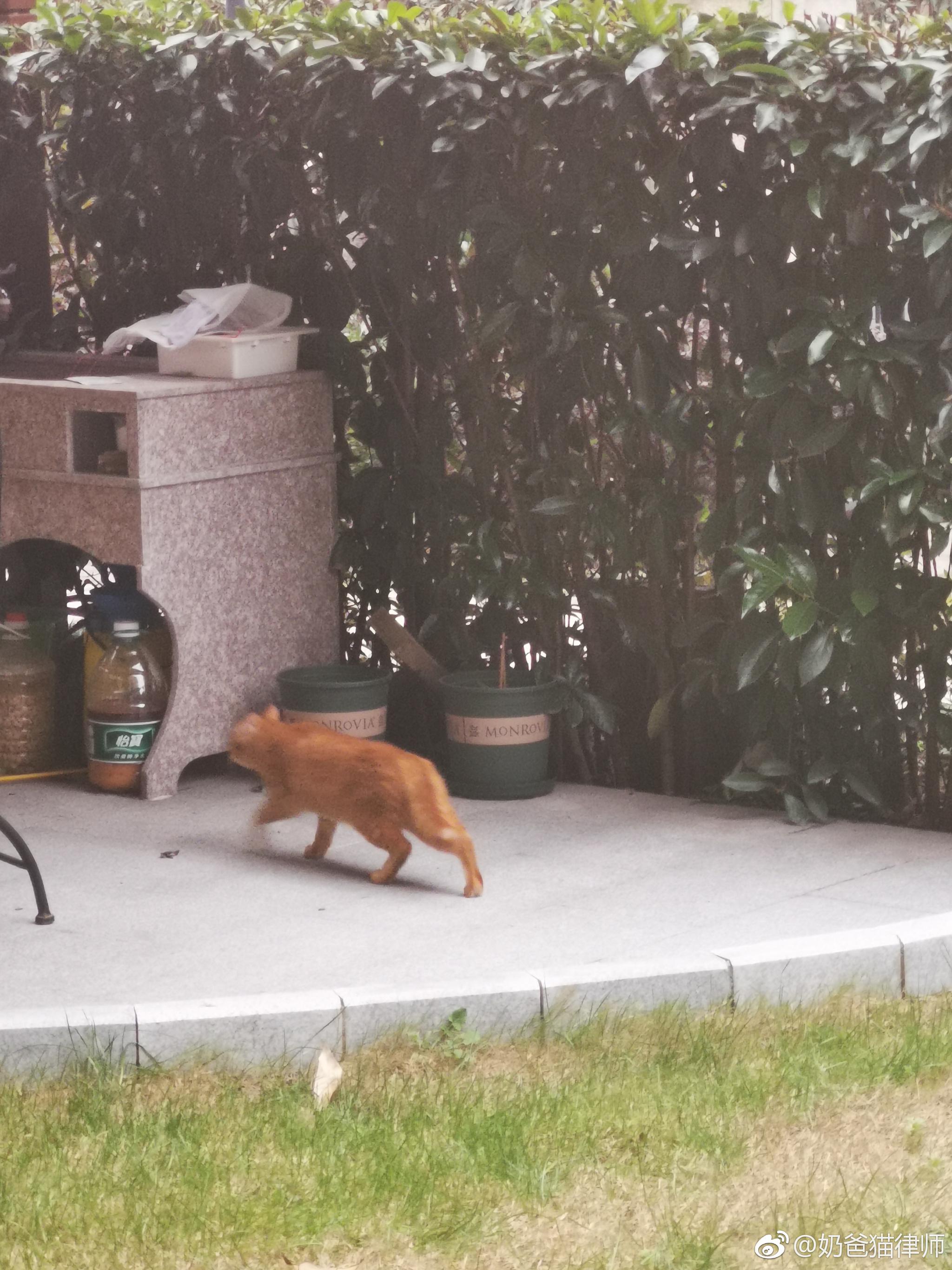 花园里发现一只正在打盹的大橘 发现我开门后赶紧跳得远远的