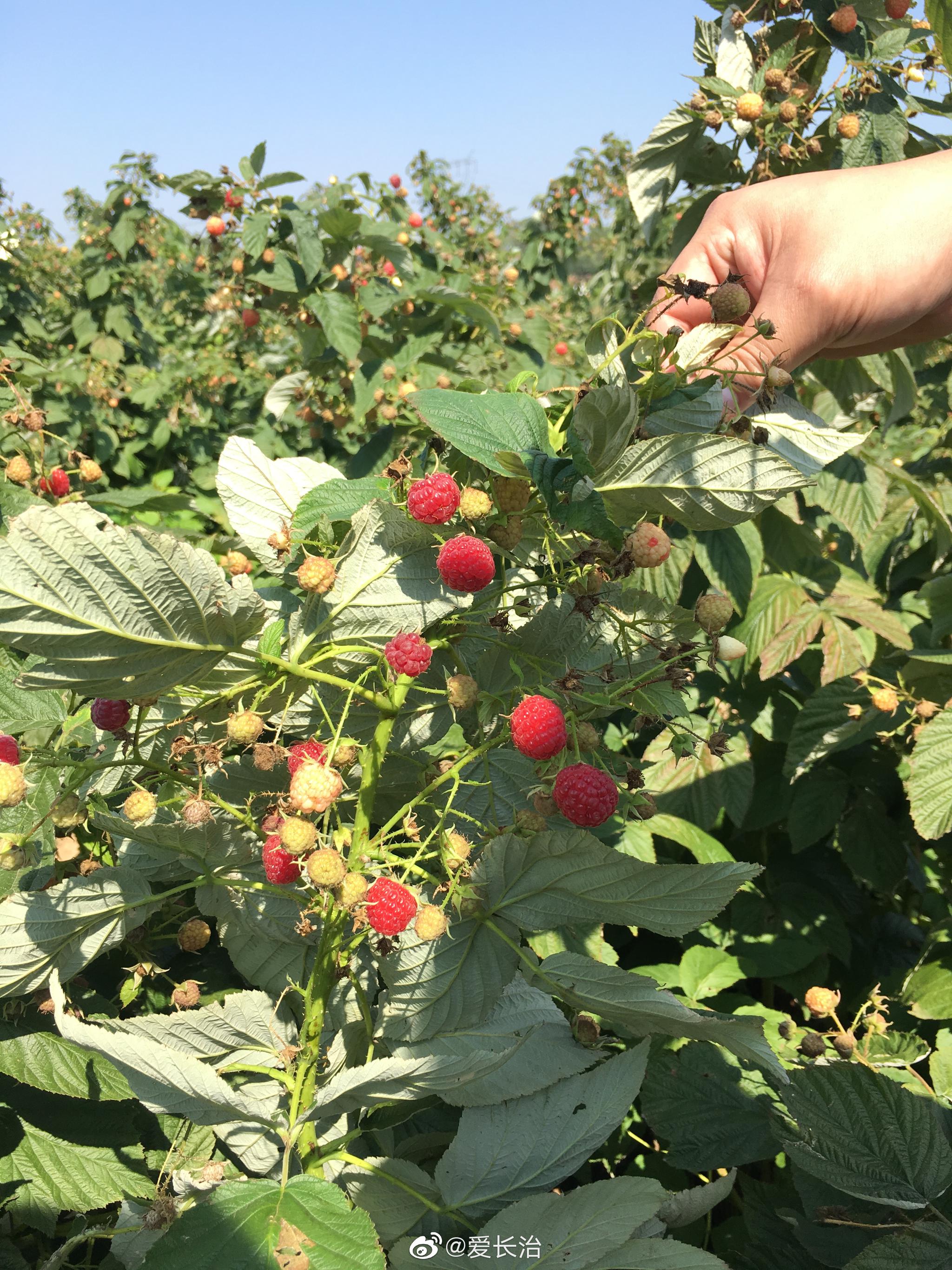 长治武乡产业扶贫:红树莓采摘节|红树莓|武乡|采摘节_新浪新闻