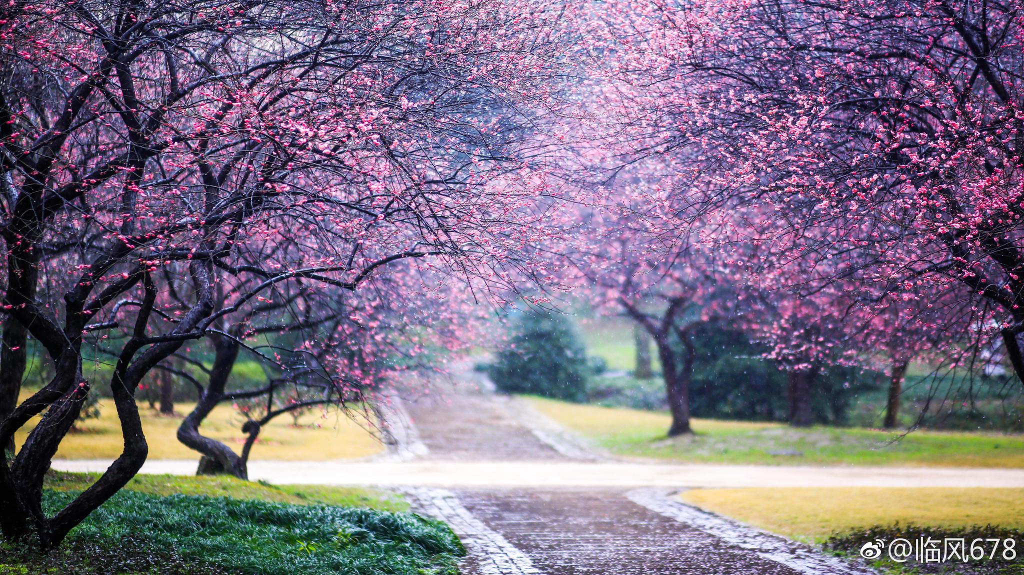 雨中漫步花海,灵峰探梅,梅花己经进入盛开期,赏花的朋友可以去啦