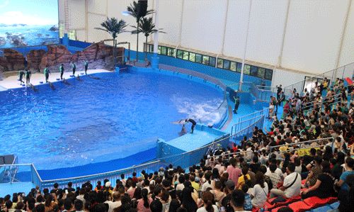 被漳州这个海洋世界震撼到了|观音桥|海豚|海洋世界_新浪新闻