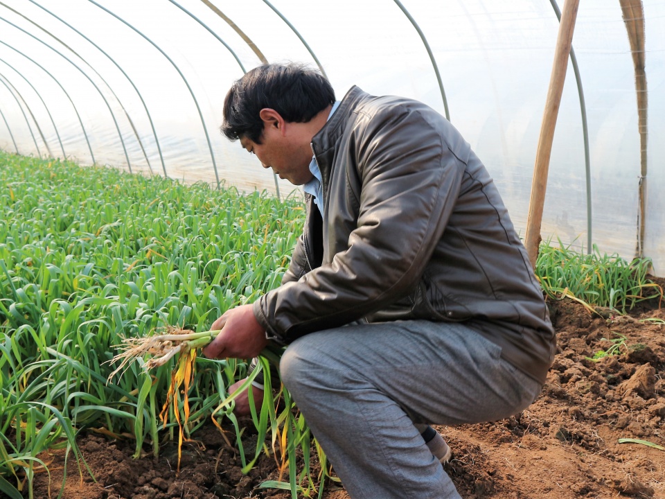 农村人种植一种蔬菜,亩收入4000元,为什么许多农民不愿意种植