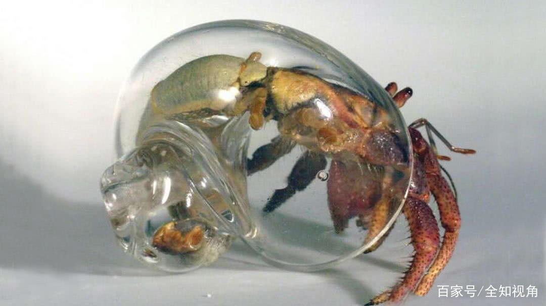 寄居蟹换壳的神奇操作,集体排队换,但往往最后一只比较可怜!
