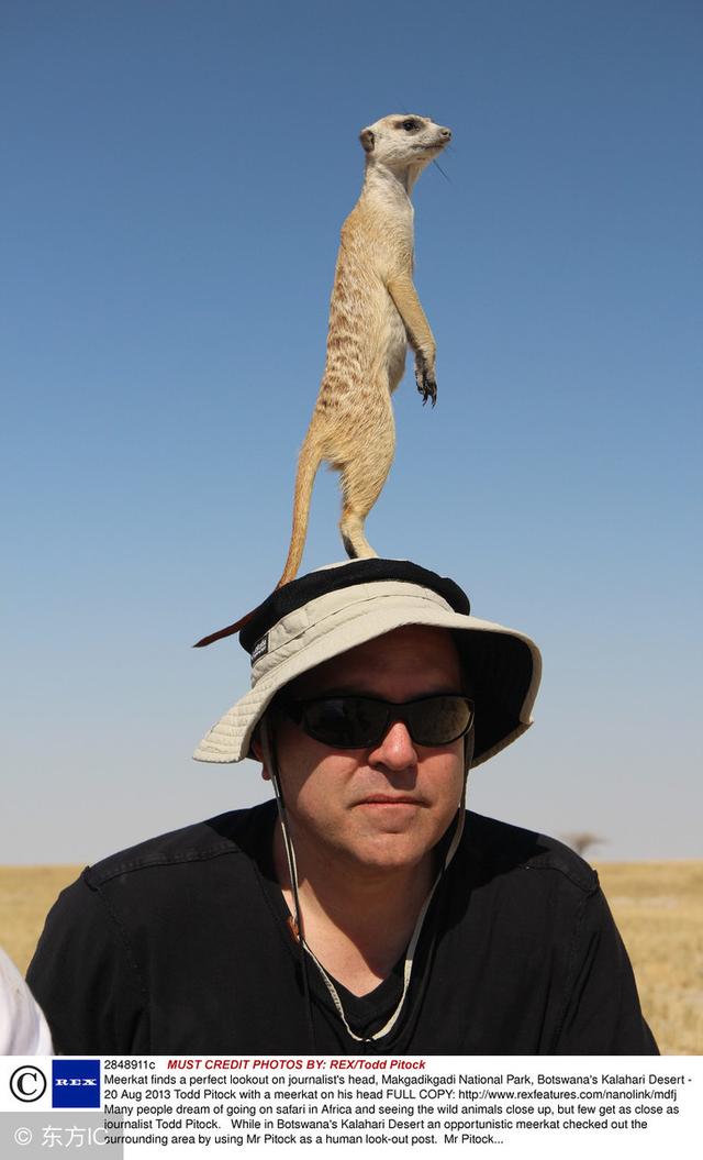 藏在地球上的外星人狐獴