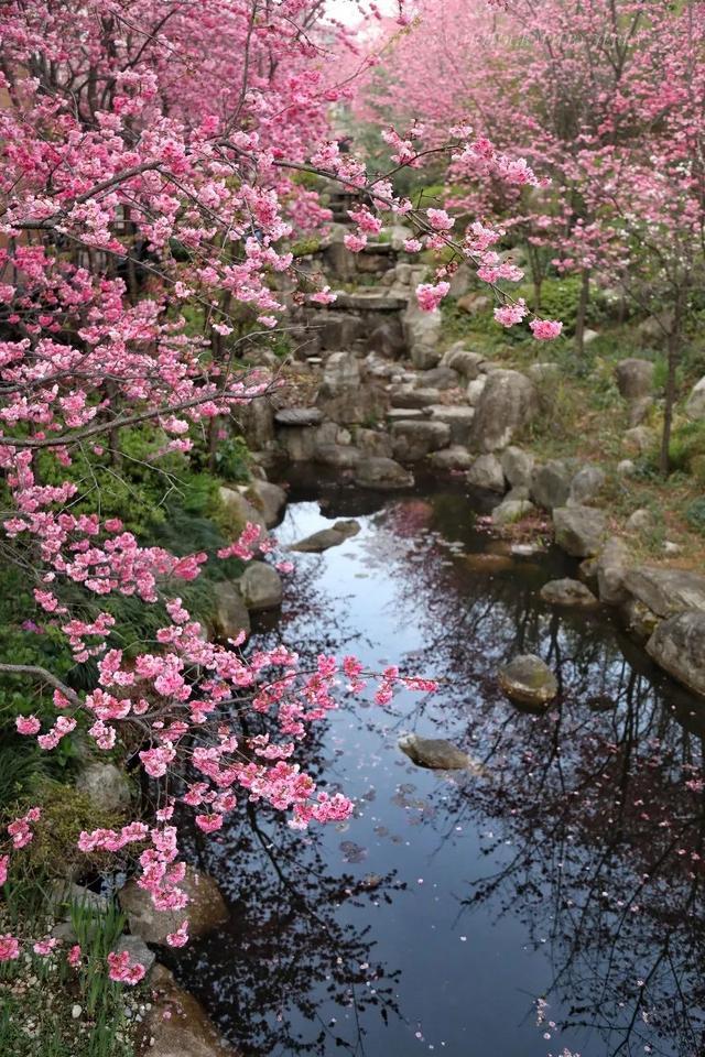 08图虫:陈浮生773大理的春天,阳光明媚,风也变得温顺许多,到处绿意