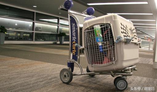 爱宠坐飞机,宠物托运如何收费,宠物托运价格计算方法