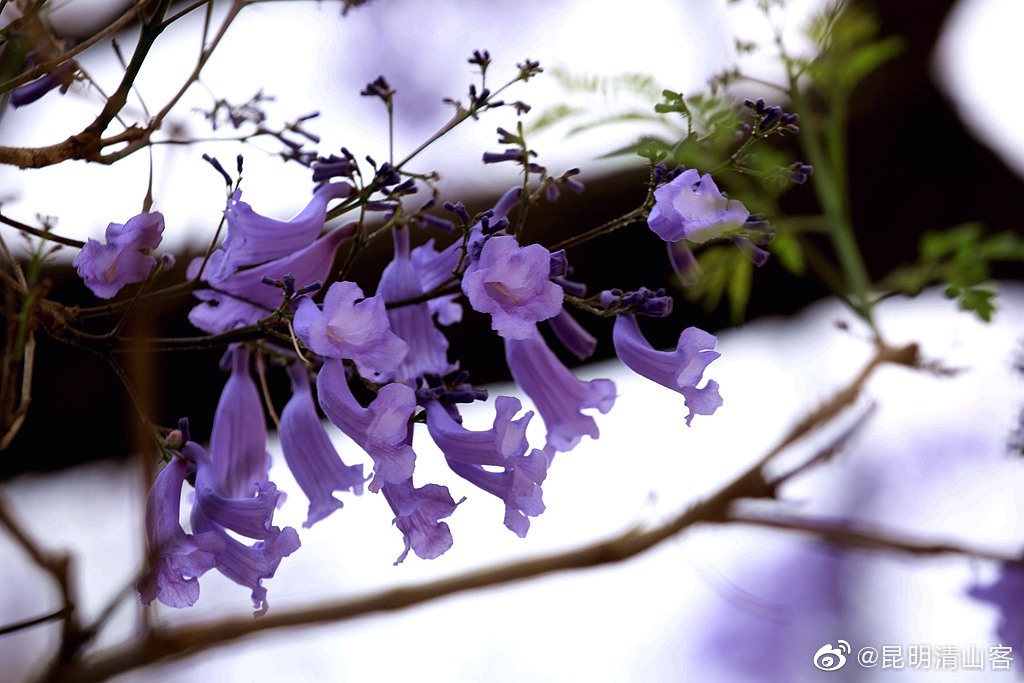 蓝花楹@中国图库冯飞燕@传之摄@镜界@huayuan画鸢@一舟之旅