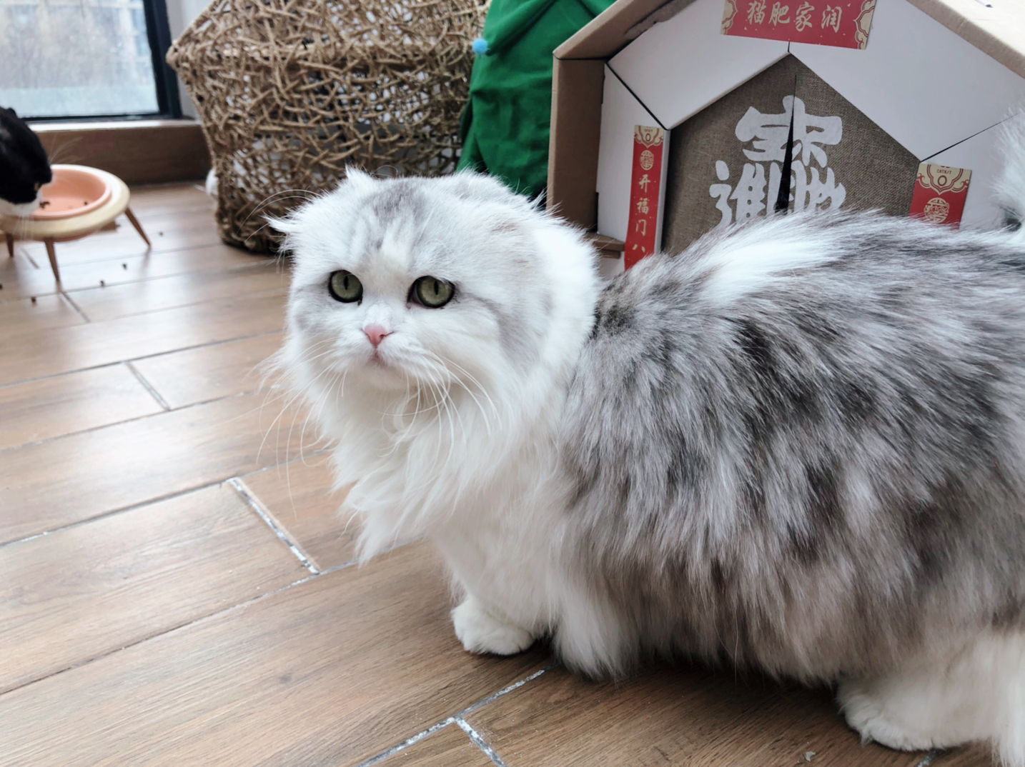 我收回阿毛是小天使这句话 有些猫正面看起来单纯可爱萌萌哒 高清图集 新浪网