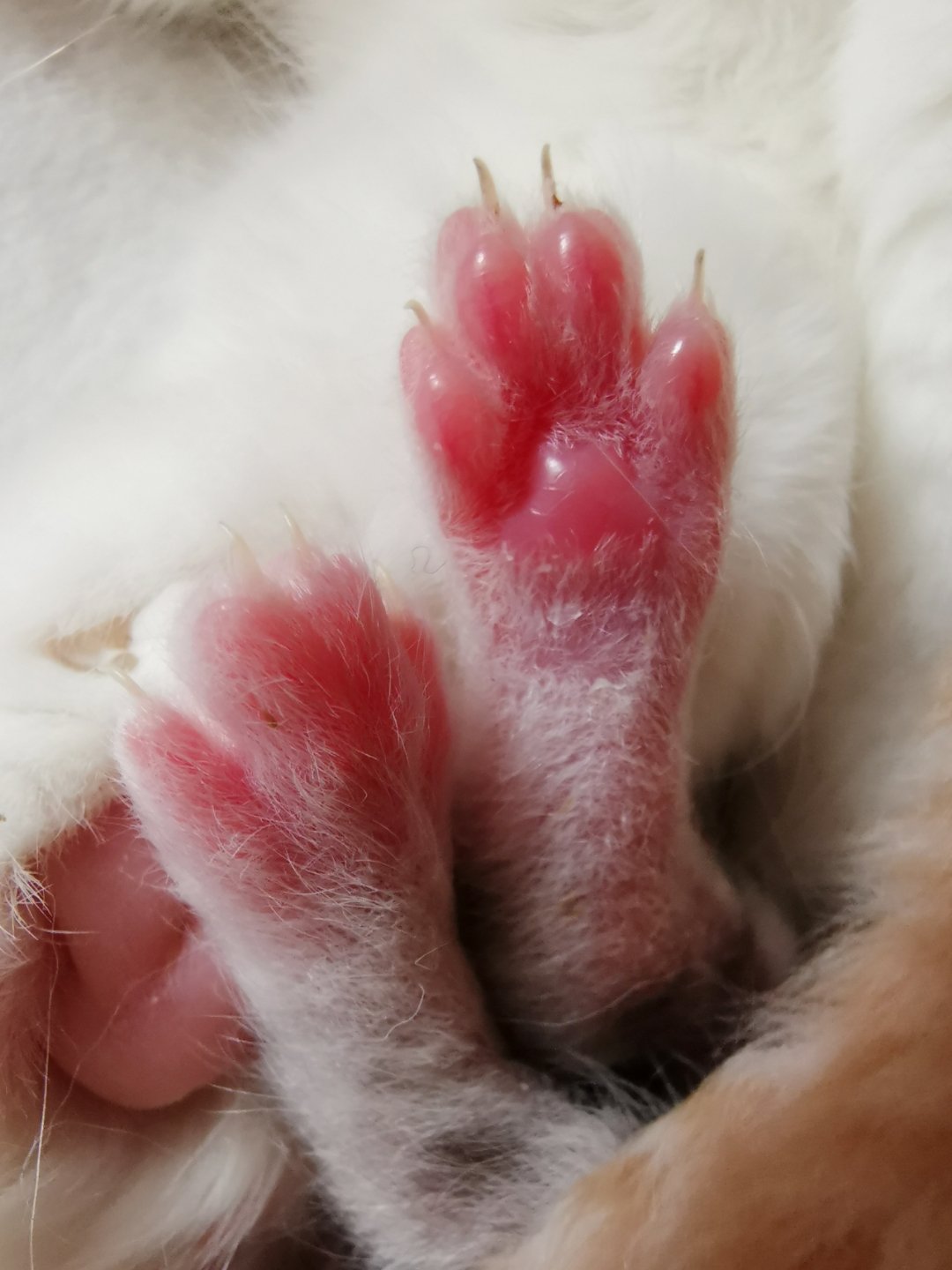 被小奶猫的脚丫迷住了这脚丫好像糖果做的呀猫爪诱惑61小四