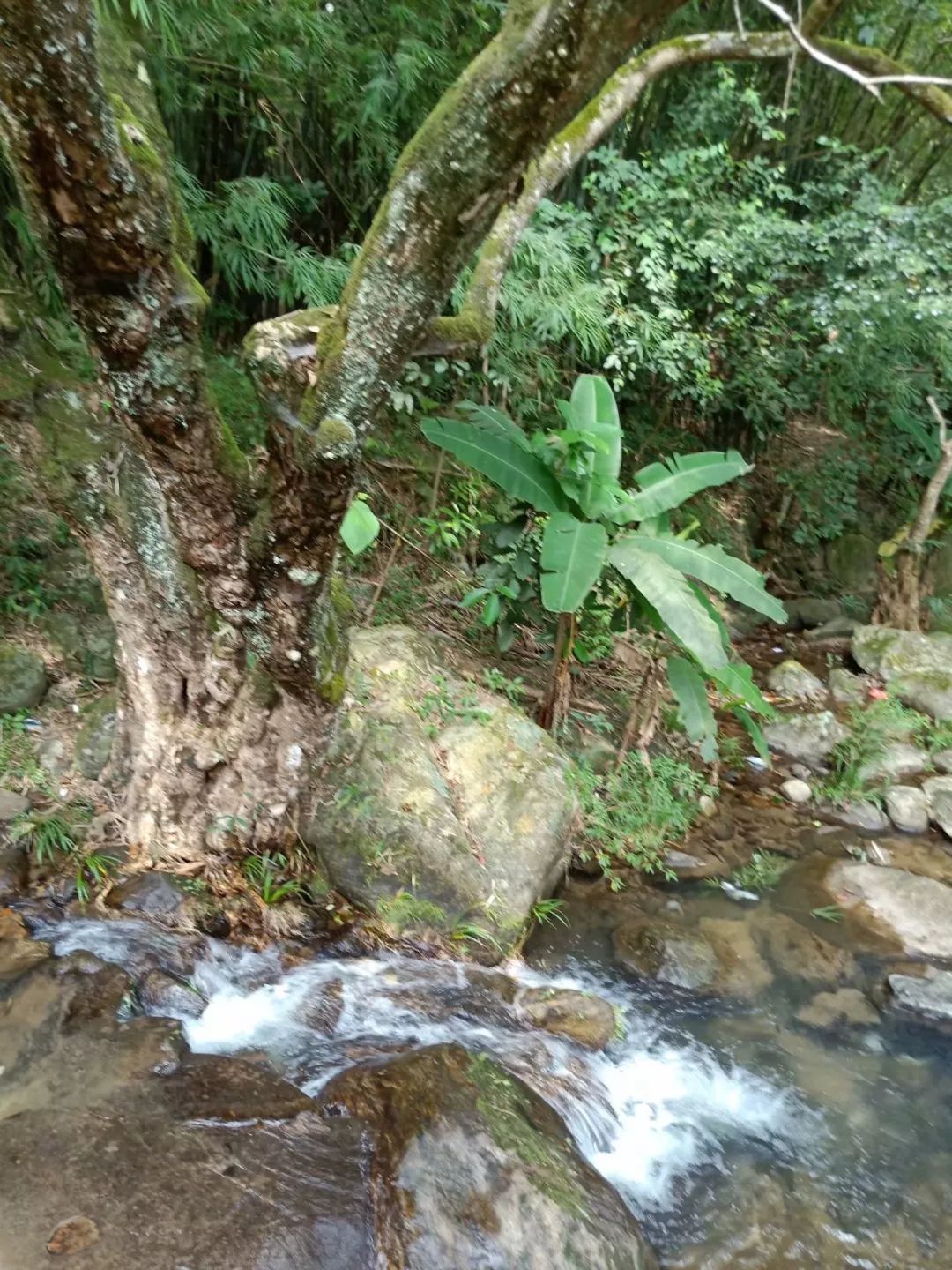 國慶假期自駕去惠州象頭山國家級自然保護區,與蝴蝶們愉快約會!