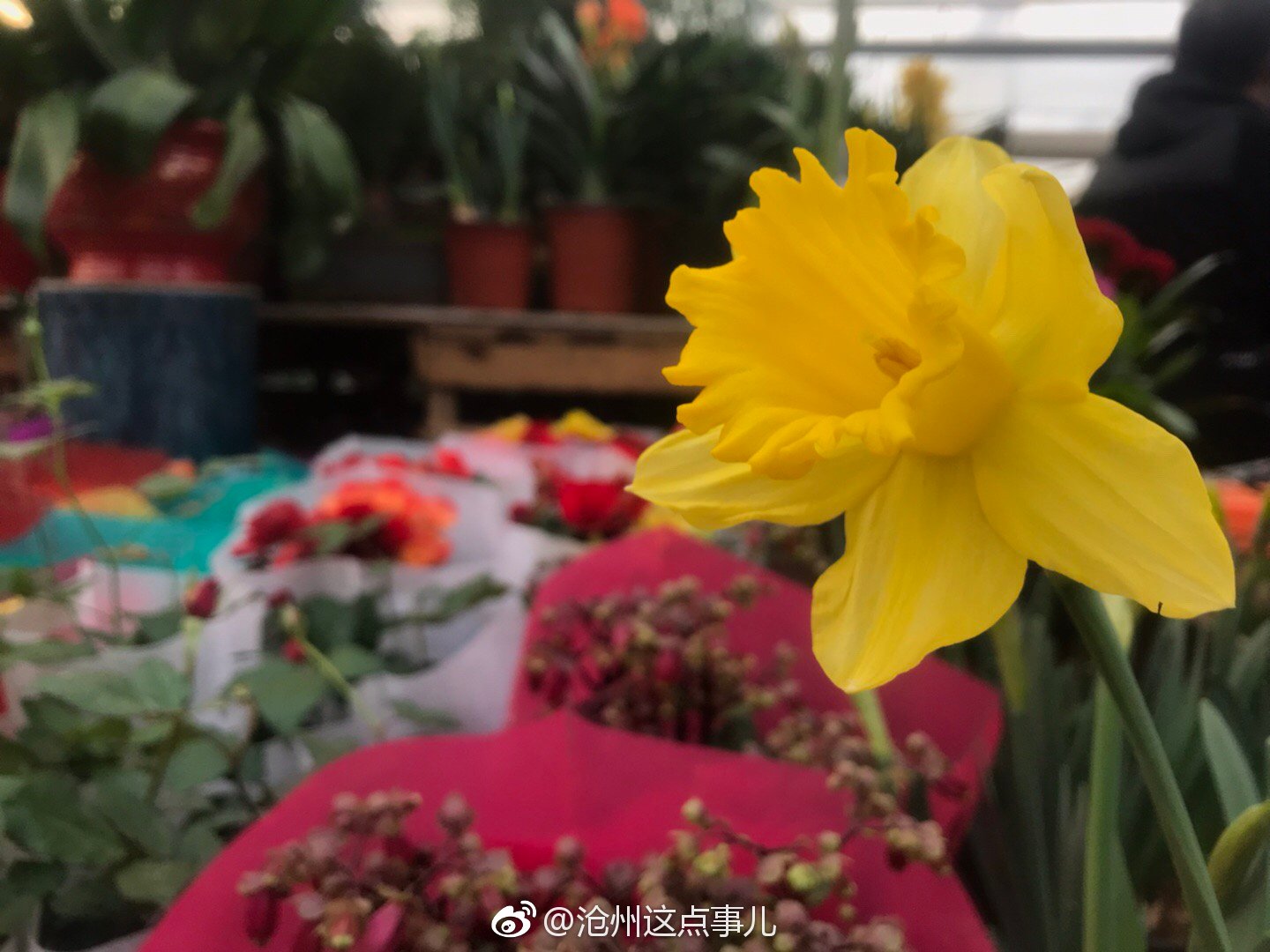 红的 紫的 黄的 水仙 大丽花 杜鹃 芍药 五颜六色 姹紫嫣红 红的 紫的 黄的 水仙 大丽花 杜鹃 芍药 五颜六色 姹紫嫣红