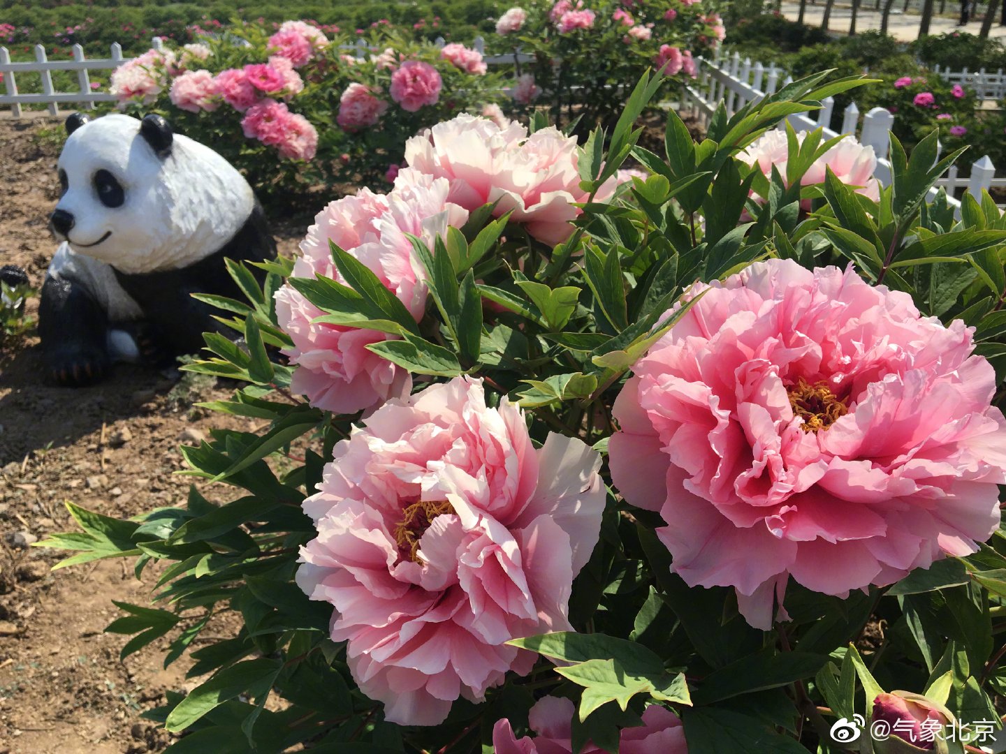 延庆旧县妫州牡丹园的牡丹花开得正艳