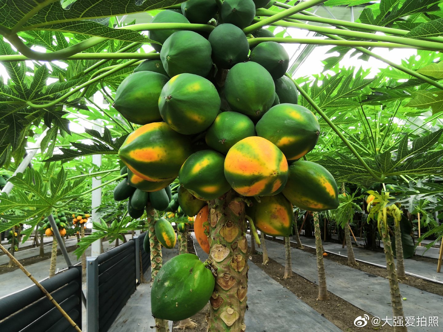 在吉林能吃上现摘的热带水果!这一座座温室大棚