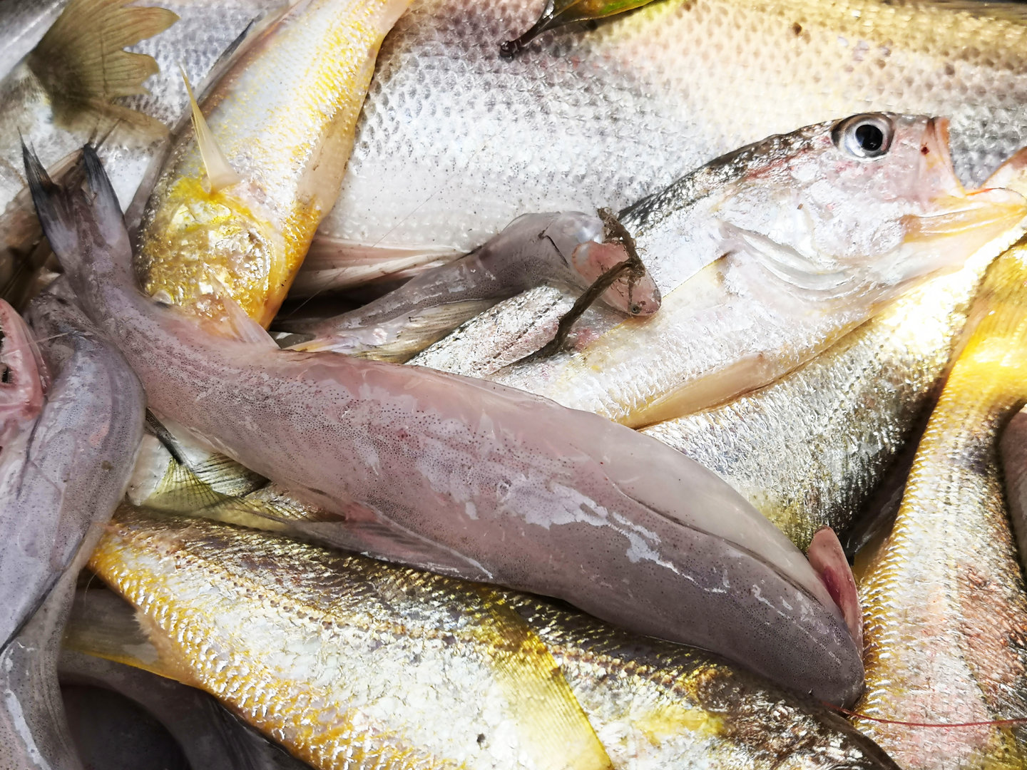 有口福2019咸祥海鲜节之探鲜之旅启程了